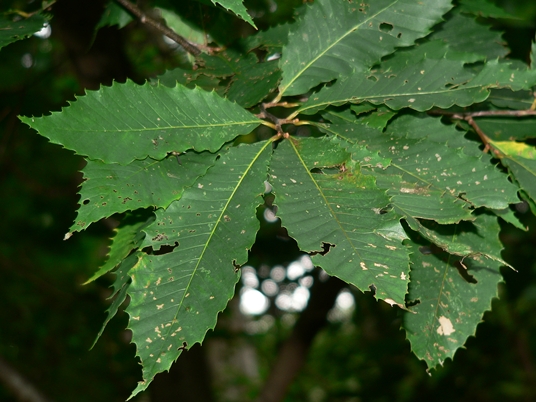 {Castanea dentata}